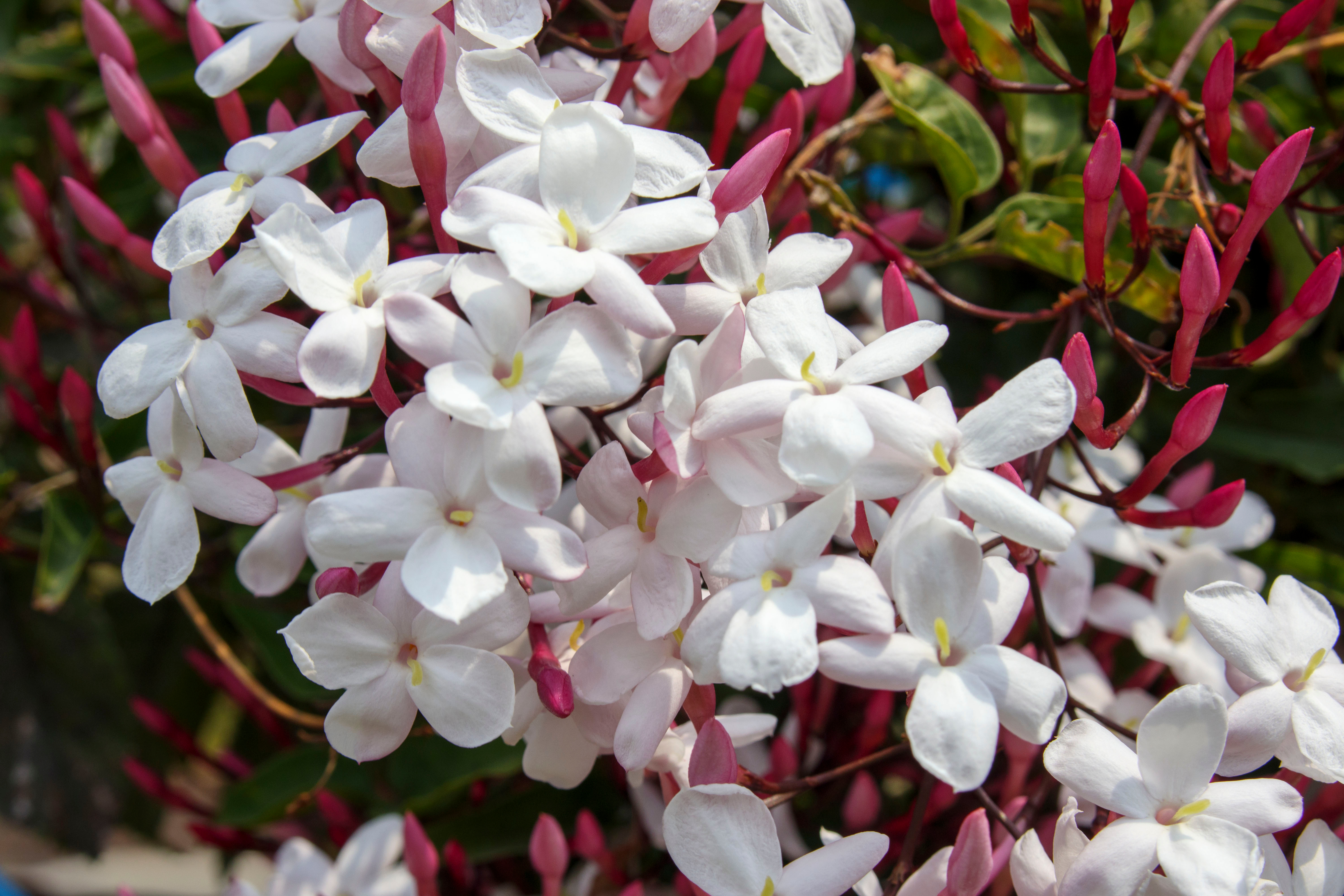 ハゴロモジャスミン